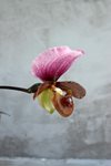 Paphiopedilum charlesworthi x sib('Bear' SMTPS x 'select') 